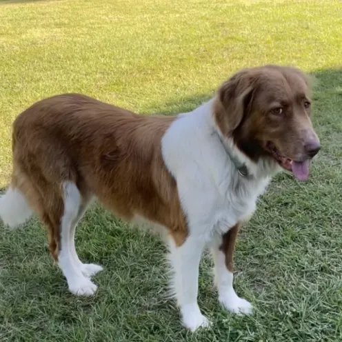 Light brown and white dog standing in a yard glancing over at camera